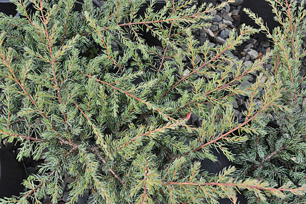 Alpine Carpet Juniper